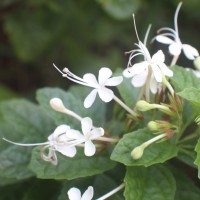 Clerodendrum calamitosum L.